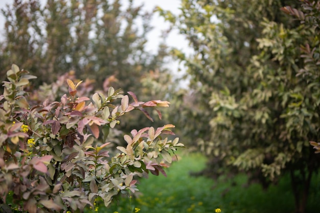 Guava fruit trees in an organic tropical garden Guava garden with a large number of guava plants agriculture background