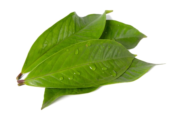 Guava leaf isolated on a white background