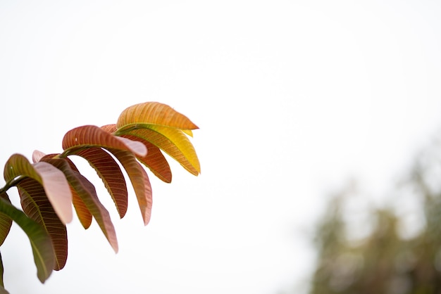 Guava leaves on the tree in an organic tropical garden.