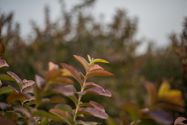 Guava leaves on the tree in an organic tropical garden