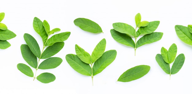 Guava leaves