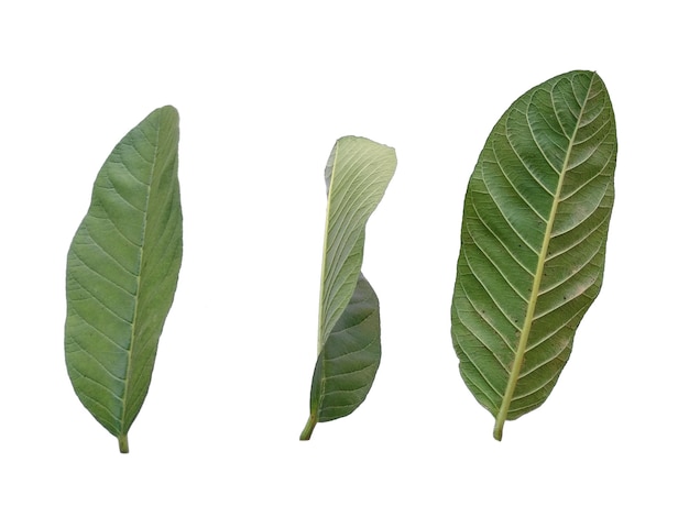 Guava or Psidium guajava green leaves on white background