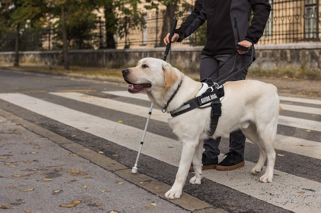 Guide dog helping a visually impaired woman to cross the street