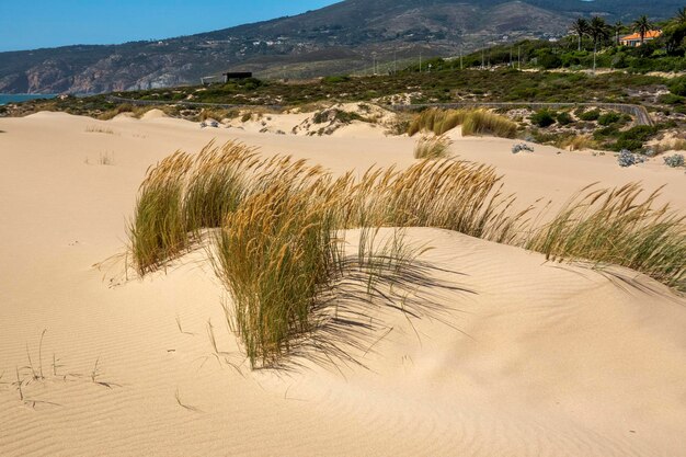 Guincho beach sand dunes