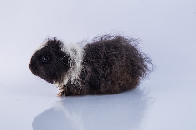 guinea pig Alpaca