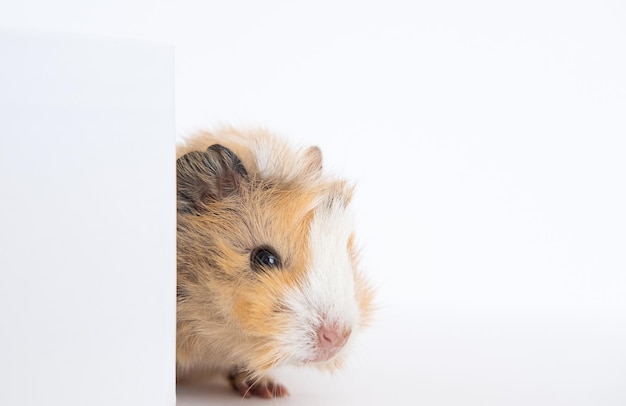 Guinea pig baby isolated on white background