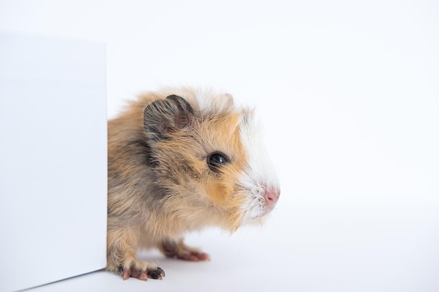 Guinea pig baby isolated on white background