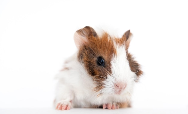 Guinea pig baby isolated on white background