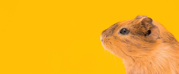 Guinea pig beige-black colors on a yellow background banner copy space