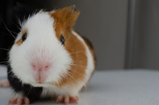 The guinea pig or cuy is a species of South American rodent in the caviidae family which also includes the guinea pig guinea pig and mara They are also known as guinea pigs and prekingdom