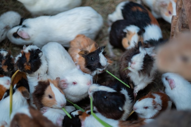 Guinea pig on ground Cavy pet