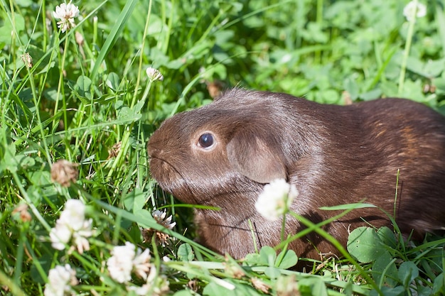 A guinea pig is eating clover in the green grass Pets