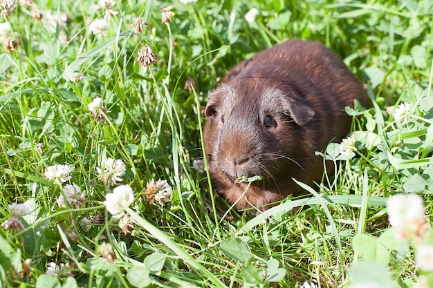 A guinea pig is sitting in the grass eating clover on a summer day A pet