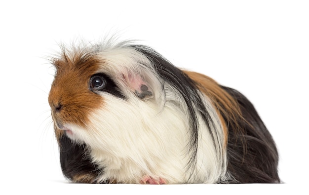 Guinea Pig lying down, isolated on white