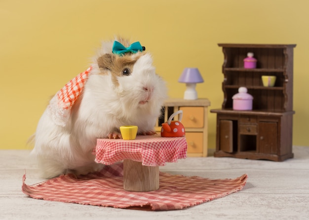 Guinea pig portrait in little toy house