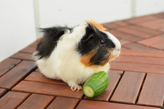 Guinea pig rosette closeup view