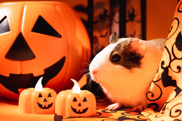 A guinea pig sits near a lantern and pumpkins