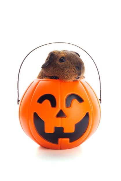 Guinea pig sitting in halloween trick or treat bucket on white background