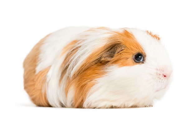 Guinea pig standing in front of a white background