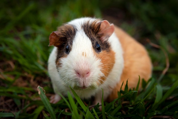 Guinea pig walks on the grass...