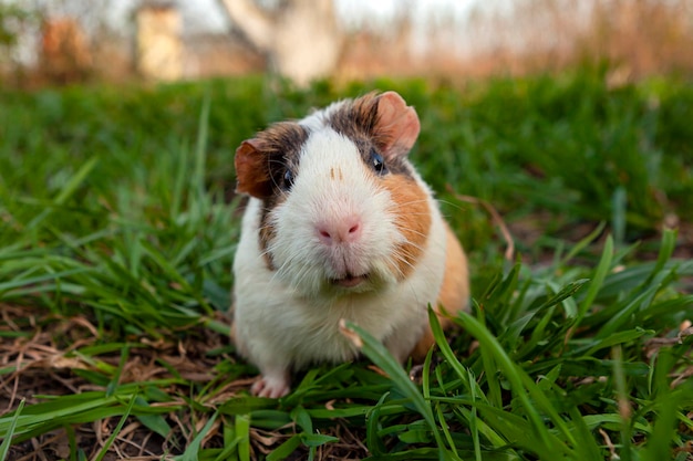 Guinea pig walks on the grass...