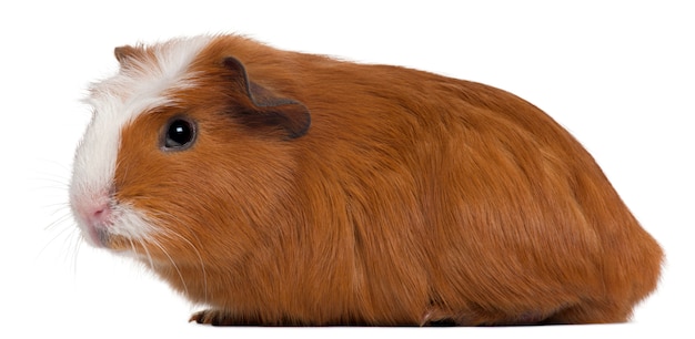 Guinea pig on white isolated