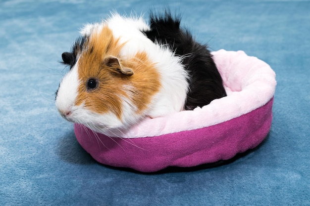 Guinea pig A young funny guinea pig lies in a pink crib a pink hammock