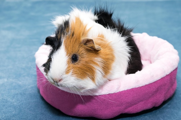 Guinea pig A young funny guinea pig lies in a pink crib a pink hammock