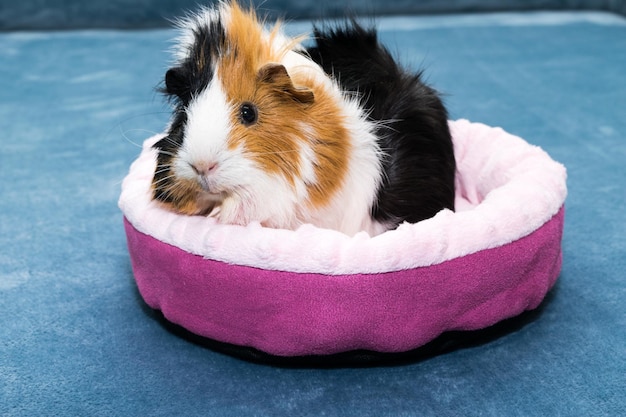 Guinea pig A young funny guinea pig lies in a pink crib a pink hammock