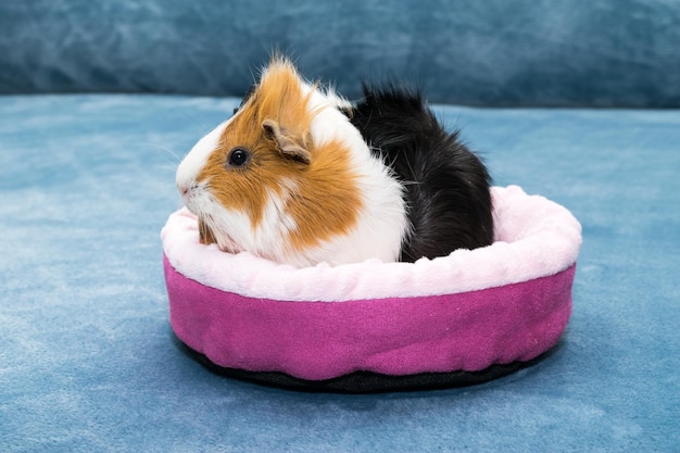 Guinea pig A young funny guinea pig lies in a pink crib a pink hammock