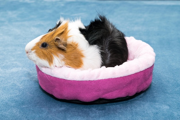 Guinea pig A young funny guinea pig lies in a pink crib a pink hammock