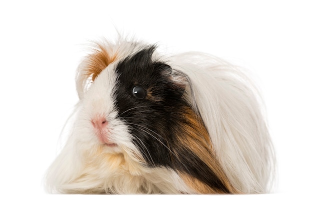 Guinea Pig