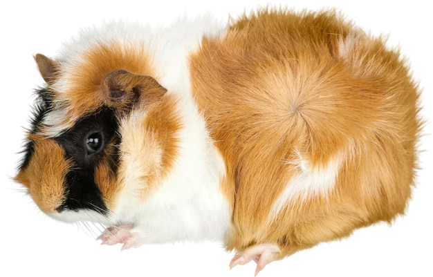 Guinea Pig