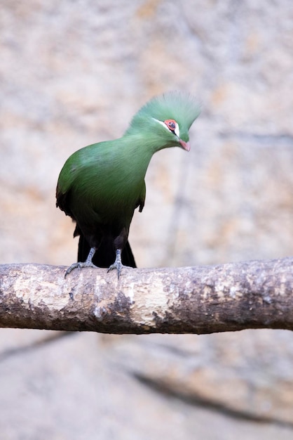 Guinean turaco Tauraco persa Bird on a blurred background place for an inscription Exotic Rare Birds