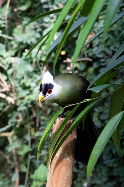 Guinean turaco (Tauraco persa). Bird in green leaves on a blurred background. rare birds