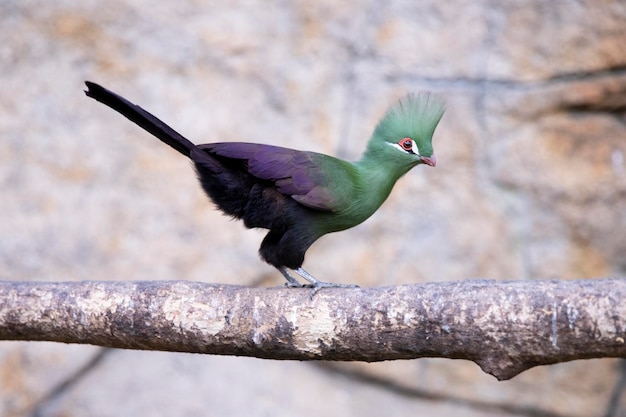 Guinean turaco Tropical bird from the turac family exotic birds