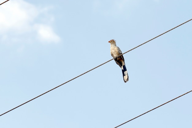 Guira cuckoo on electric wire