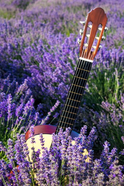 Photo guitar in lavender