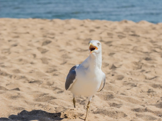 Gull on beach