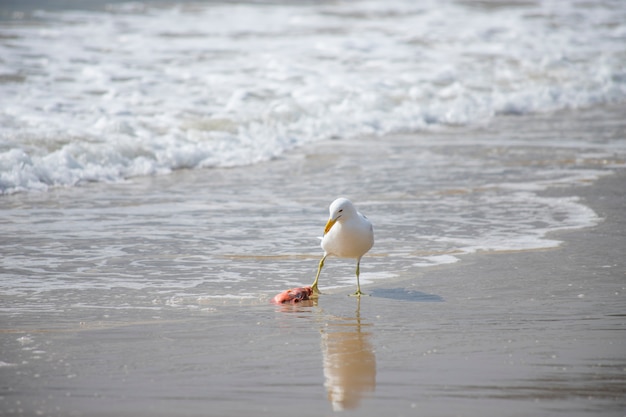 Gull eating fish on the beach of Jurerê Internacional Florianópolis