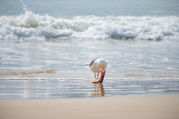 Gull eating fish on the beach of Jurerê Internacional Florianópolis