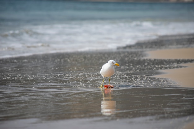 Gull eating fish on the beach of Jurerê Internacional Florianópolis