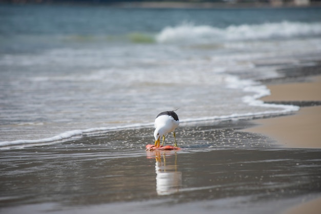 Gull eating fish on the beach of Jurerê Internacional Florianópolis