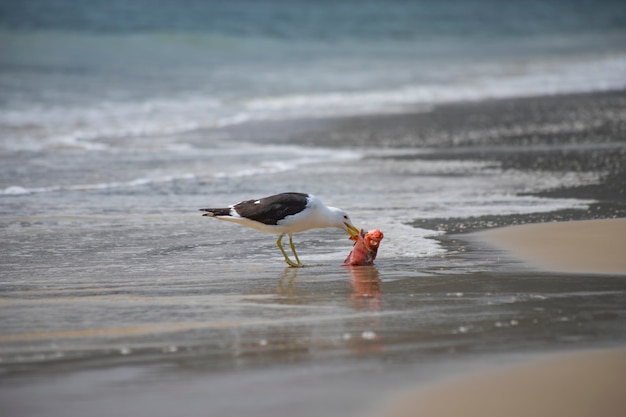 Gull eating fish on the beach of Jurerê Internacional Florianópolis