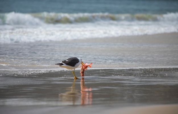 Gull eating fish on the beach of Jurerê Internacional Florianópolis