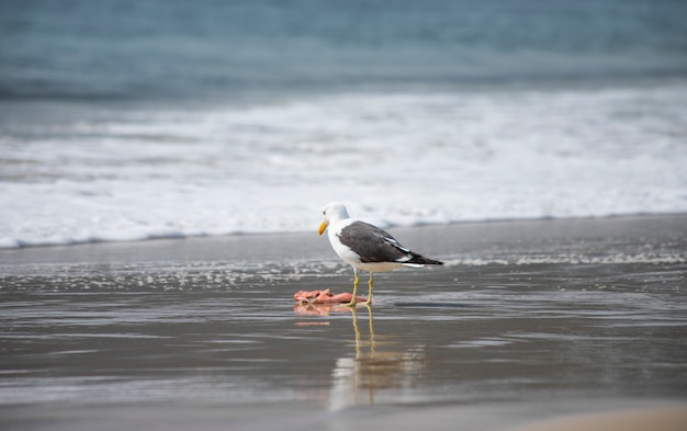 Gull eating fish on the beach of Jurerê Internacional Florianópolis