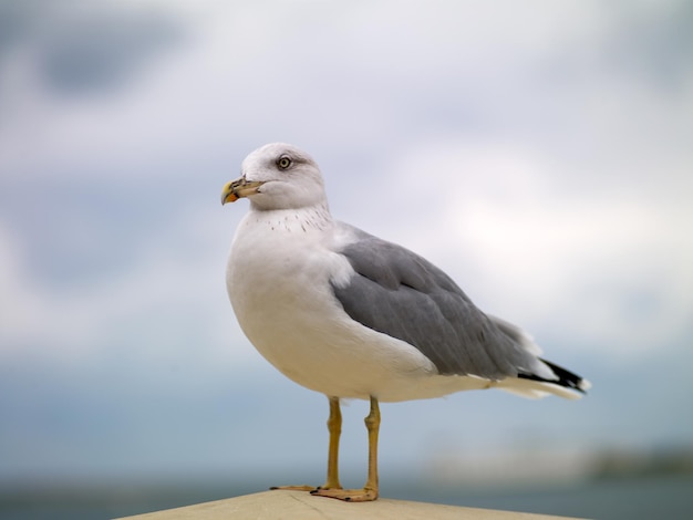 Gull on a rock by the sea