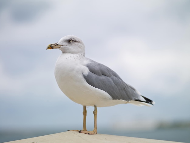 Gull on a rock by the sea