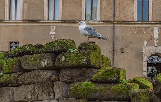 Gull sits on old stones covered with moss Rome Italy