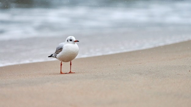 Gull walking along seaside. Black-headed seagull standing alone on sandy beach by Baltic sea